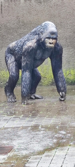 Gorilla nella pioggia