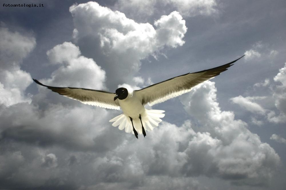 Le ali della libertà
