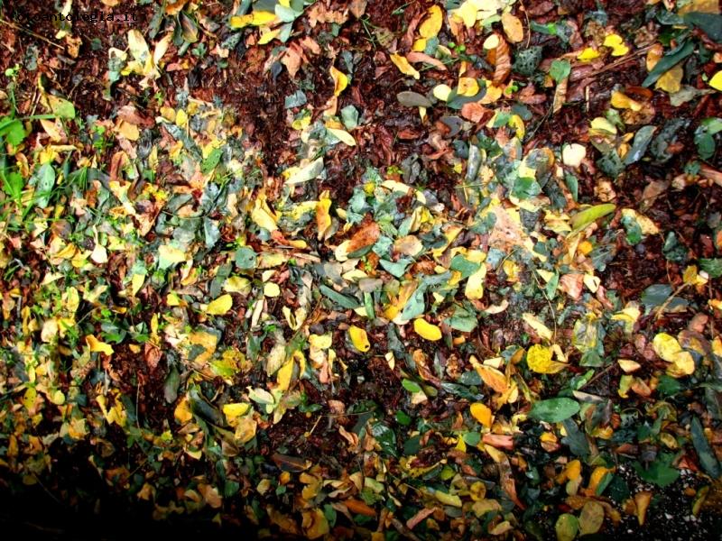 tappeto di foglie autunnali