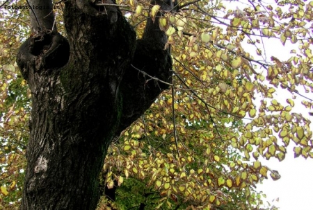 Albero in autunno