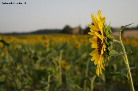 Profilo di Girasole!