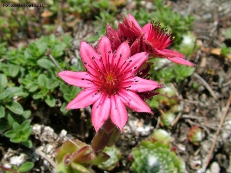 sempervivum