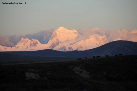 Mucche al pascolo sullo sfondo la Cordillera Blanc