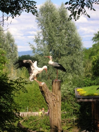 allo zoo di zurigo