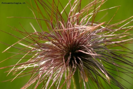 fiore spettinato!!