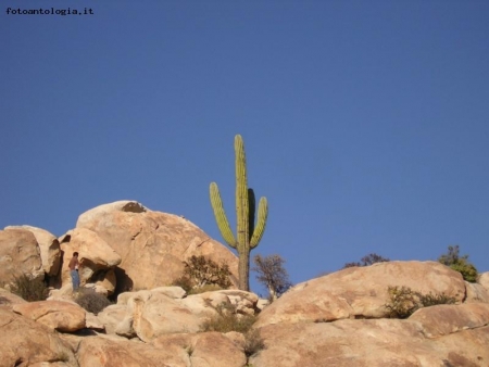 cactus solitario