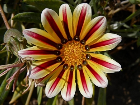 fiori da spiaggia