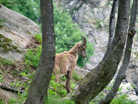 nel bosco