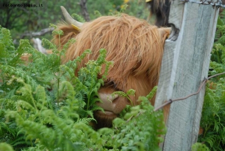 funny highland cattle