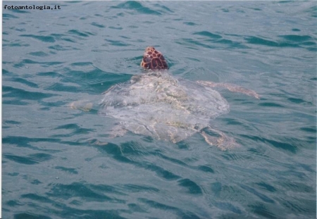 tartaruga di mare