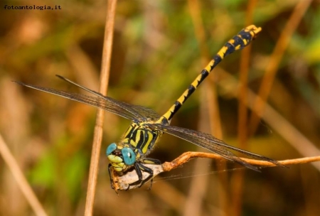 Libellula