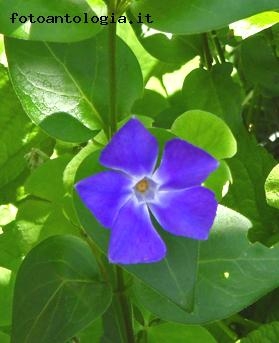 Pervinca