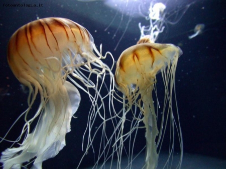 la danza delle meduse
