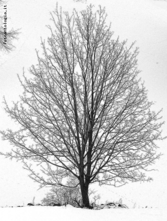 l'albero e la neve