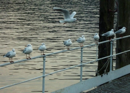 Seagulls meeting...