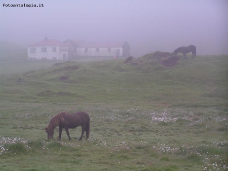 Cavalli nella nebbia