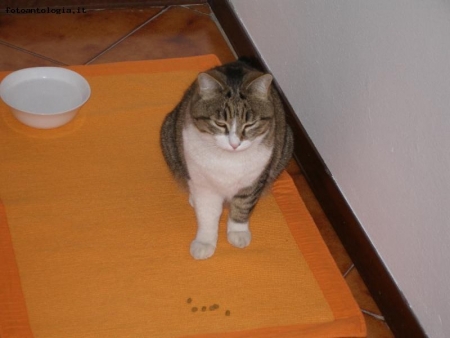 Un p di pappa,please