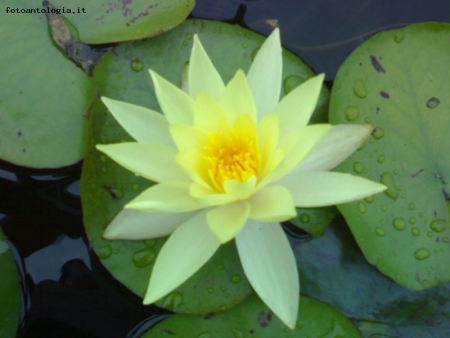 Nuphar lutea