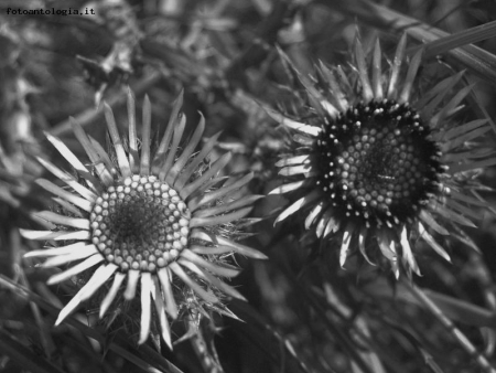 Carlina Acaulis