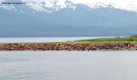 sea lions