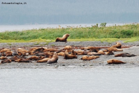 sea lions#2