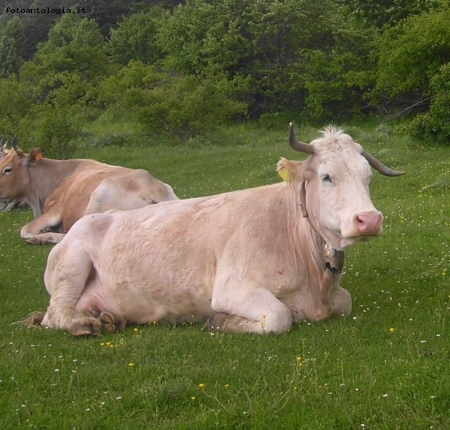 Mucca con corna asimmetriche