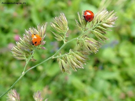 coccinelloporto