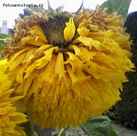 Girasole.Semi_fiore_autunnale.