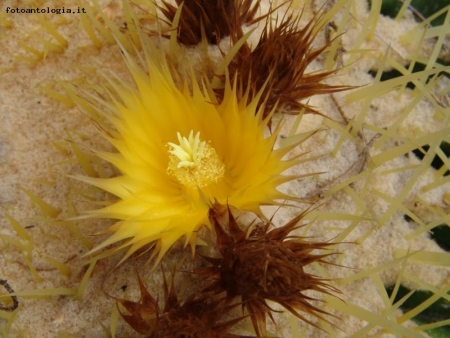 ASTROPHYTUM ORNATUM