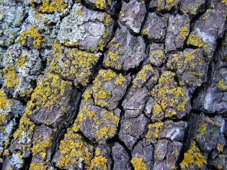 corteccia e licheni