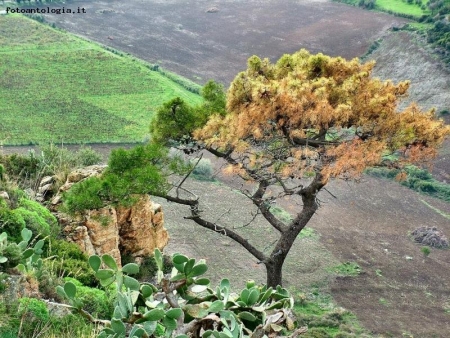 l'albero e la sua terra