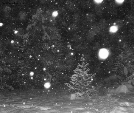 nel bosco, di notte, sotto la neve