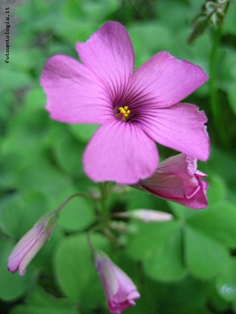 Oxalis