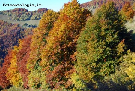 i colori d'autunno 2