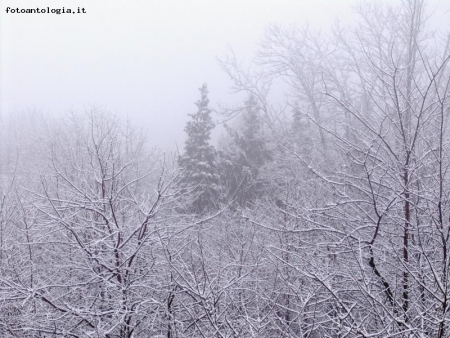 NEBBIA E NEVE