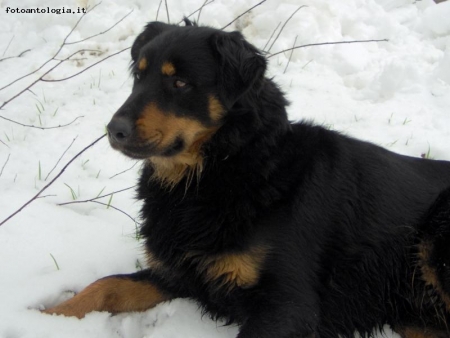 "cane delle nevi"