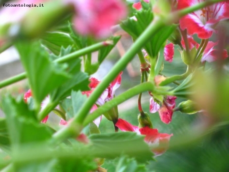 La semplicit,personificata in un fiore.