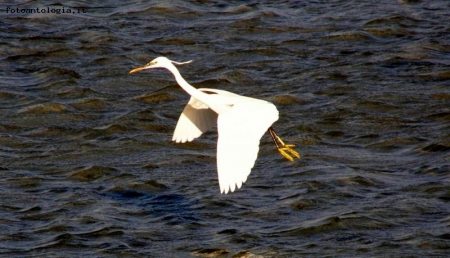 IBIS IN VOLO