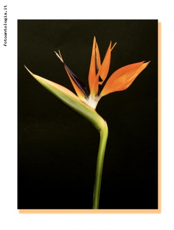 Strelitzia 2