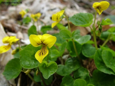 viola biflora