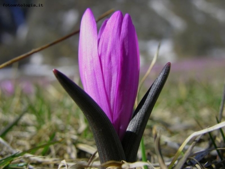 rallentato risveglio di un fiore...