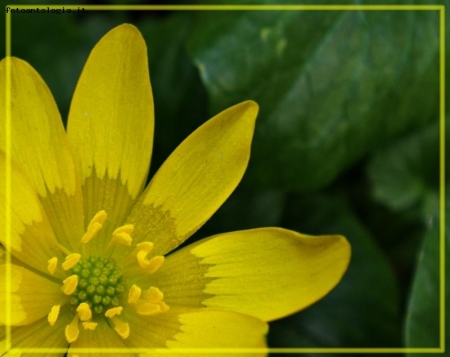 fiore di campo