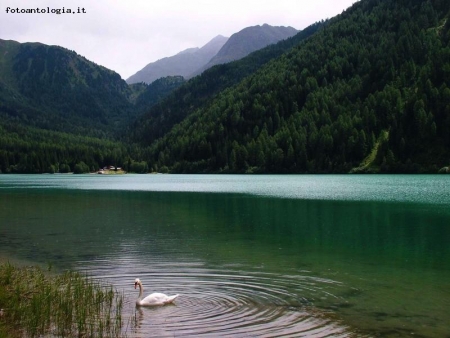 il lago e il cigno