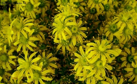 le stelle sono tante....