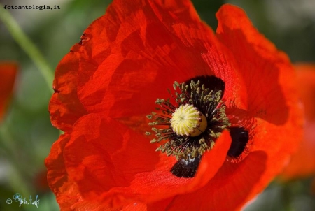 "papaver"