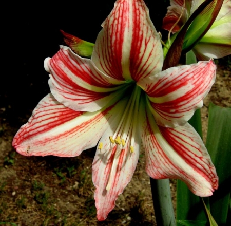 Amaryllis