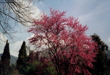 natura in fiore