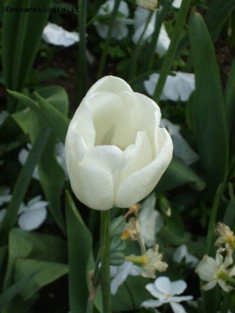 tulipano bianco