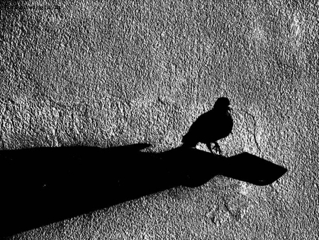 l'ombra di colombo