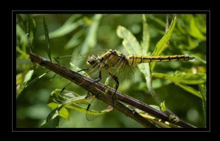 Libellula 7